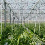 horticulture greenhouse video thumbnail cropped 1024x480.jpg